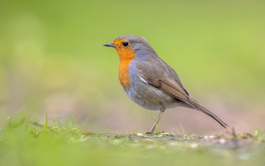 Robin profile on bright green background