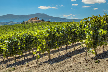 Fototapeta na wymiar Wine Estate with Vineyards