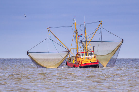 Fototapeta Working Dutch Shrimp fishing cutter vessel