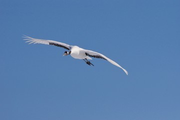 Obraz premium TANCHO, red-crowned crane with the blue sky タンチョウと青空