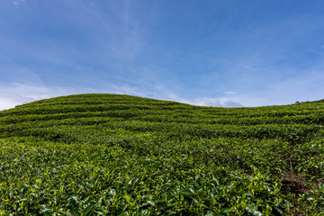 Fototapeta na wymiar Rolling green hill sides of tea plantations with a back drop of white clouds and a beautiful blue sky.