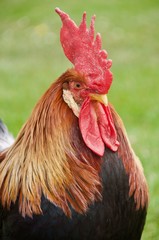 Barnyard rooster on the farm in New Zealand