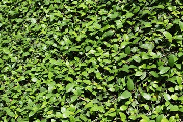Bellissimo muro  di foglie verdi...