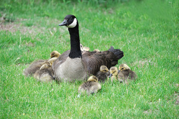 Canada goose mother and young goslings on the green meadow
