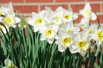 Fototapeta premium white narcissus flowers blooming outdoor in spring