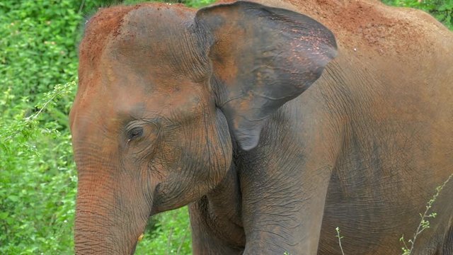 Wild asian elephant waving ears close up slow motion profile view. Udawalawe national park Sri Lanka