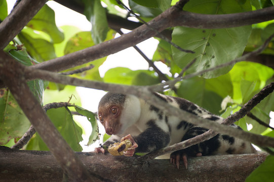 Common Spotted Cuscus. Seen Here On The Island Of Waigeo, Raja Ampat, Indonesia, The Common Spotted Cuscus Is Typically A Solitary Creature, Feeding And Nesting Alone. The Cuscus Is A Marsupial.