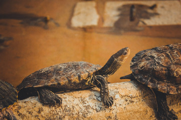 red-eared slider turtle background