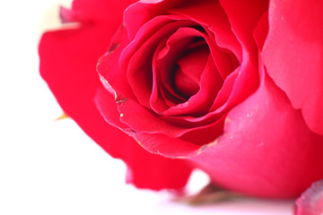 roses on white background
