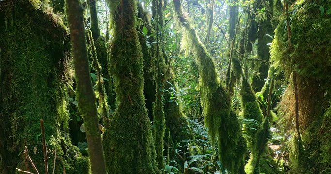 Tree trunks overgrown with thick moss hanging from branches in Cameron Highlands moist forest. Dense woodland wilderness landscape