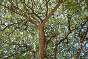 samanea saman tree in nature garden