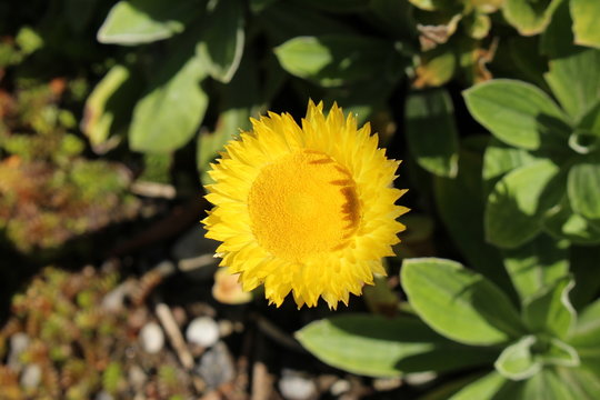 "Yellow Everlasting" flower (or Leabane, Yellow Daisy, Golden Strawflower) in St. Gallen, Switzerland. Its Latin name is Helichrysum Aureum (Syn Gnaphalium aureum), native to Angola and South Africa.