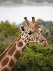 Giraffe face