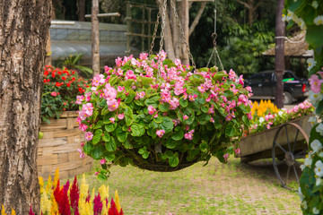 Colorful of petunia flowers on flowerpot in garden