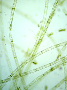 Filamentous algae