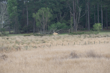 A Prairie Dried