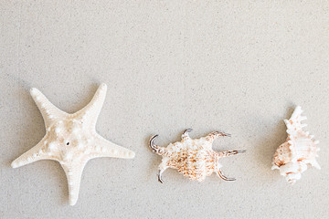 Starfish and conch on the beach