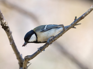 虫を捕まえたシジュウカラ