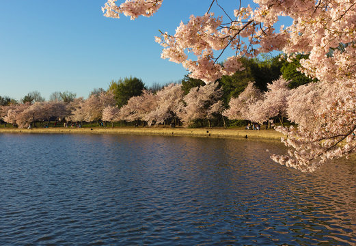 Cherry trees blossom around Tidal Basin in Washington DC, USA. Vibrant display of blossoming cherry tree in the morning.