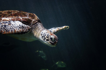  sea turtle swimming in Aquarium