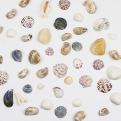 Various Shells Isolated on White

