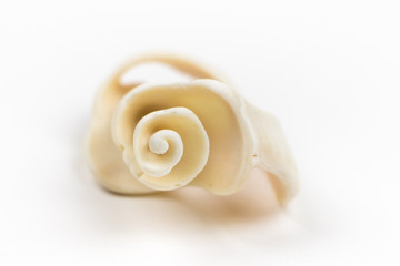 Single Seashell Isolated on White Close Up
