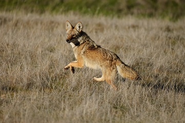 Coyote in field running