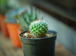 mini cactus near the window