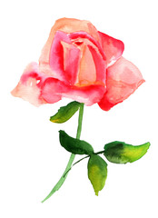 Abstract watercolor pink rose drawing on white background