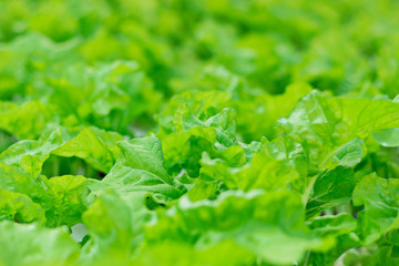 Growing organic vegetables.