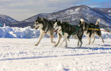 Sled dog race on snow in winter