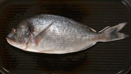 TOP VIEW: Fresh Dorade fish on a pan