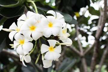 Obraz na płótnie Canvas Frangipani tropical flowers, Plumeria flowers fresh with Background