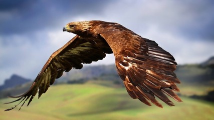 Flying eagle 