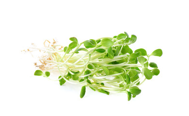 Sunflower sprouts  on white background