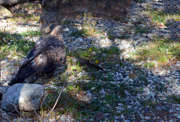 Golden Eagle in the Rocky Mountains, native to many western states in America
