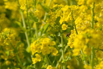 Fototapeta premium 菜の花畑