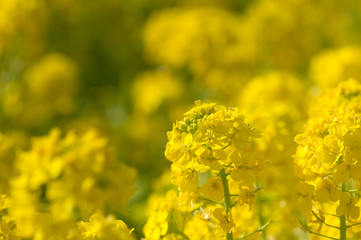 Obraz premium 菜の花畑