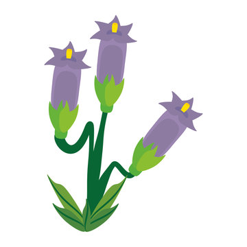 crocus flower spring image vector illustration eps 10