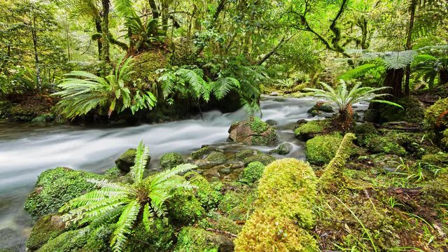 Native Forest and Headwater Stream Time Lapse Footage