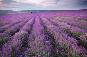 Obraz na płótnie Canvas Meadow of lavender.