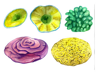 Colored sea corals. Figure handmade watercolor
