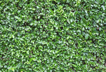 Fototapeta na wymiar Green leaves wall