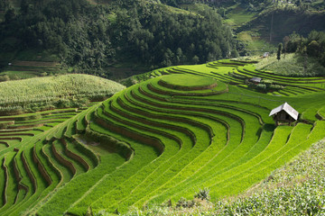Green Terraced ,Rice Field motion by strong wind,motion blur