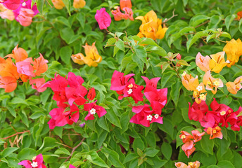 Fototapeta na wymiar Bougainvillea paper flower in colorful color