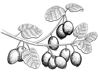 Kiwi fruit graphic branch black white isolated sketch illustration vector