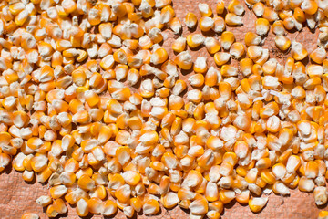 corn seed