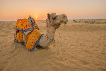 Rajasthan travel background - Indian camel (camel drivers) with camels in dunes of Thar desert on...