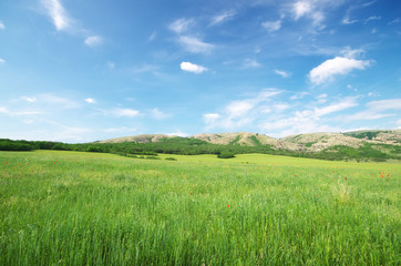 Green spring meadow in mountain