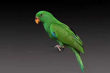 Male Eclectus Parrot, age two months